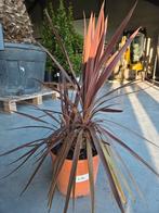 Cordyline Australis - Koolpalm, Tuin en Terras, Ophalen