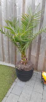 Palmboom, Tuin en Terras, Planten | Bomen, Ophalen of Verzenden, In pot, Palmboom