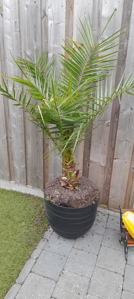 Palmboom, Tuin en Terras, Planten | Bomen, Palmboom, In pot, Ophalen of Verzenden