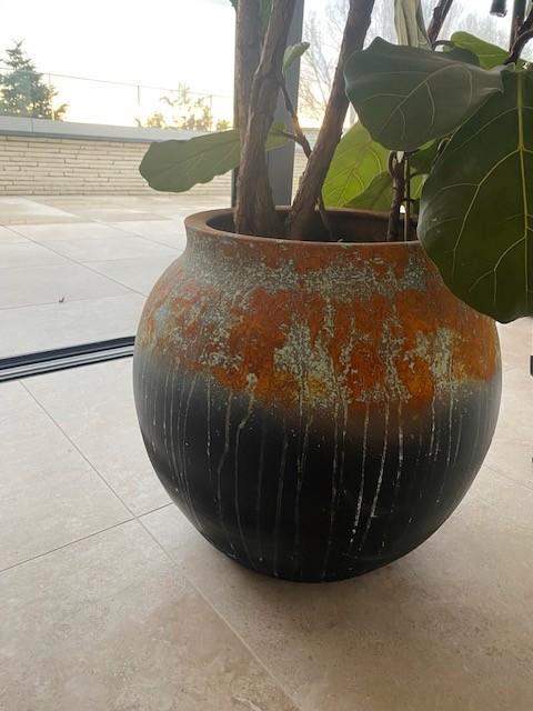 Grote bloempot met vioolbladplant, Tuin en Terras, Bloempotten, Zo goed als nieuw, Terracotta, Binnen, 40 tot 70 cm, 40 cm of meer