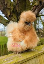 Hennen usa zijdehoen kippen zijdehoenders, Dieren en Toebehoren, Pluimvee, Vrouwelijk, Kip