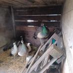 Pauwen, Animaux & Accessoires, Oiseaux | Pigeons