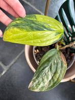 Monstera sp Peru variegata, Ophalen of Verzenden