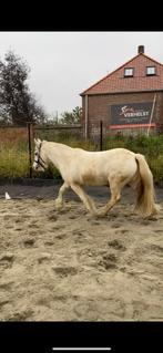 Pony, Dieren en Toebehoren, Paarden, Recreatiepaard, Gechipt, 11 jaar of ouder, Merrie