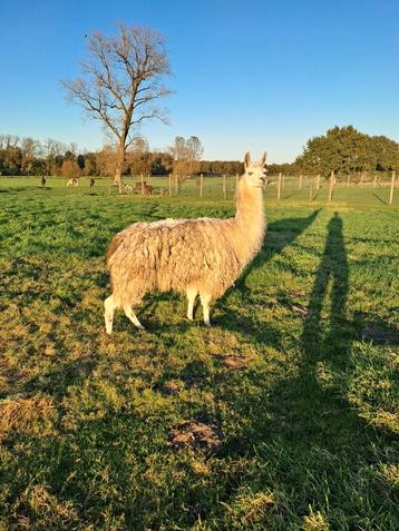 Lama merrie  disponible aux enchères