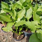 Hosta's, Tuin en Terras, Planten | Tuinplanten, Ophalen