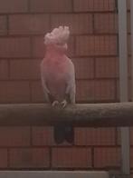 0-1 Rose kaketoe brr. 2017, Vrouwelijk, Papegaai, Geringd