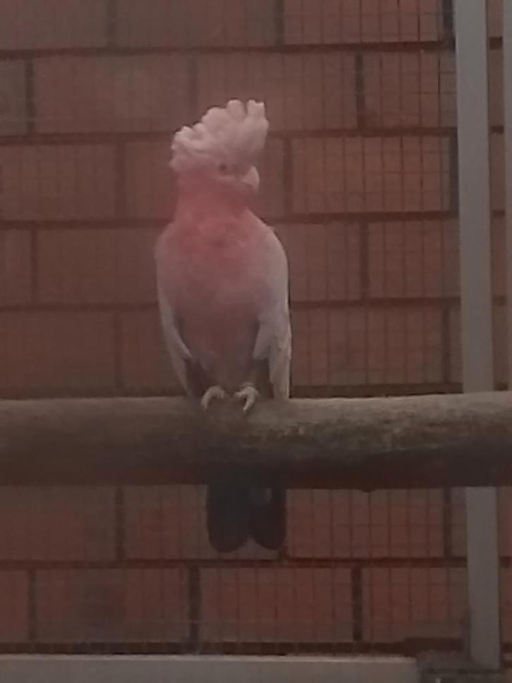 0-1 Rose kaketoe brr. 2017, Dieren en Toebehoren, Vogels | Parkieten en Papegaaien, Papegaai, Vrouwelijk, Geringd