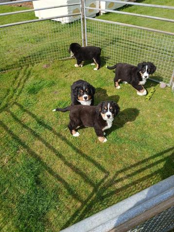 Berner Sennen pups beschikbaar voor biedingen