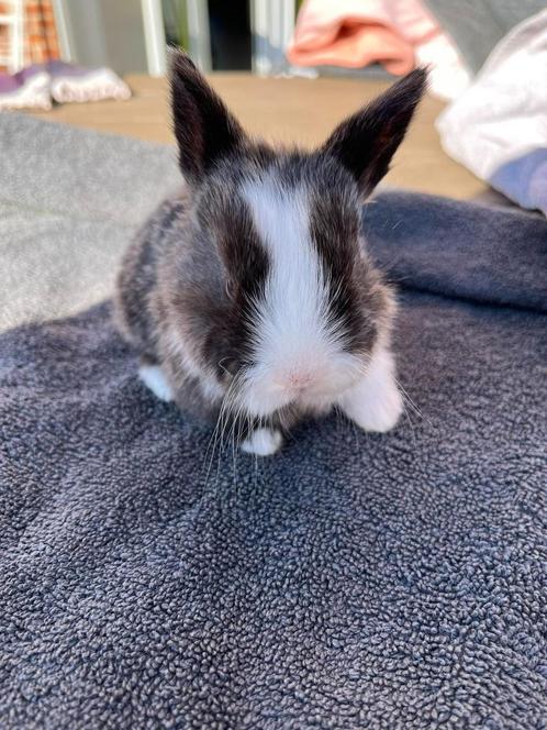 konijntje, Dieren en Toebehoren, Konijnen, Middelgroot, Geslacht onbekend, 0 tot 2 jaar