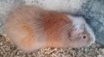 Teddy cavia beertje, Animaux & Accessoires, Rongeurs, Cobaye