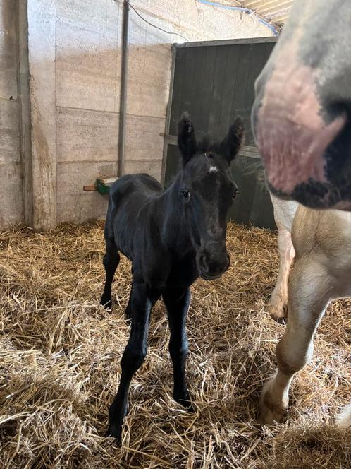 Hengstveulen te koop, Dieren en Toebehoren, Paarden, Hengst