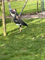 Spoorwiek gans, Dieren en Toebehoren, Pluimvee, Meerdere dieren, Gans of Zwaan