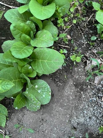 Plants de tabac : plantez dès maintenant !