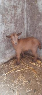 "Cookie", Dieren en Toebehoren, Schapen, Geiten en Varkens, Vrouwelijk, Geit, 0 tot 2 jaar