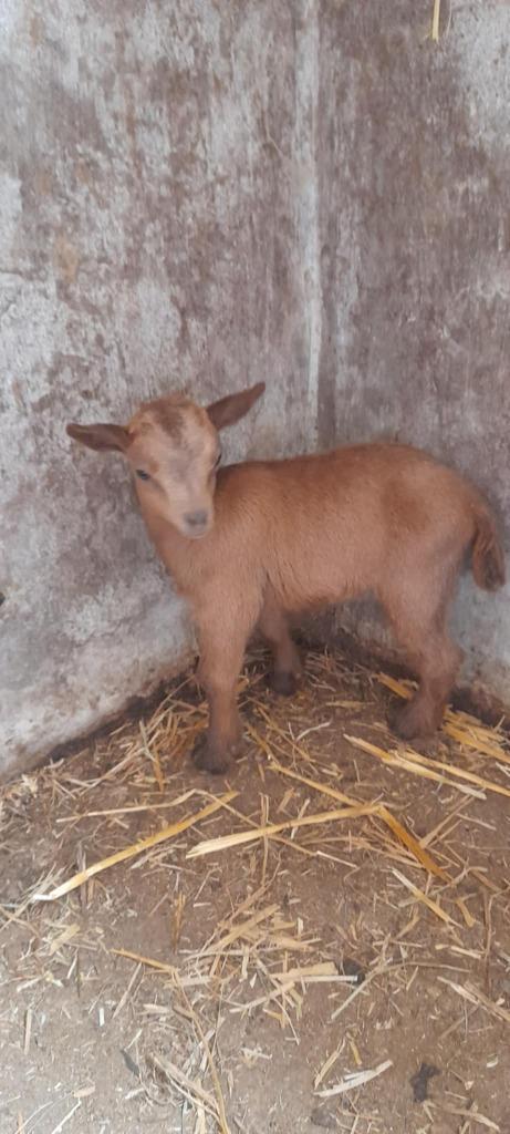 "Cookie", Dieren en Toebehoren, Schapen, Geiten en Varkens, Geit, Vrouwelijk, 0 tot 2 jaar