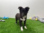 Shetland Sheepdog pups, Dieren en Toebehoren, 8 tot 15 weken, CDV (hondenziekte), Meerdere, Meerdere dieren