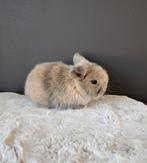 MİNİLOP koppeltje, Plusieurs animaux, Nain, Oreilles tombantes, 0 à 2 ans