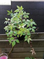 Vigne vierge, Ophalen, Overige soorten, Struik, Minder dan 100 cm