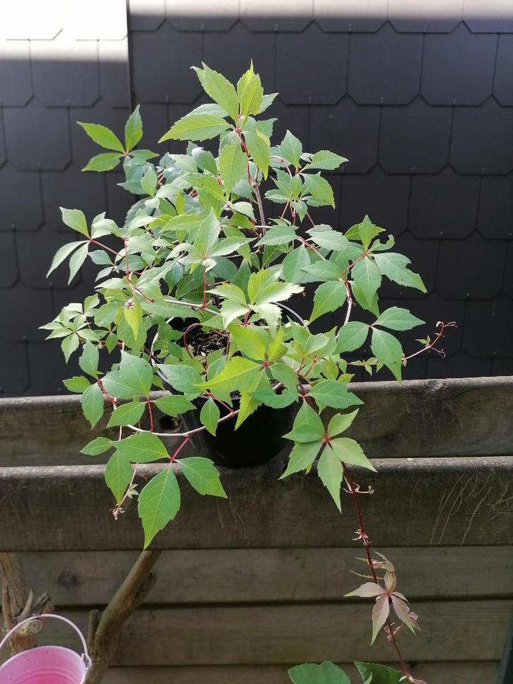 Vigne vierge, Tuin en Terras, Planten | Struiken en Hagen, Struik, Overige soorten, Minder dan 100 cm, Ophalen