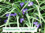Tradescantia "Little Doll", blijft maar bloeien !!, Jardin & Terrasse, Plantes | Jardin, Plein soleil, Enlèvement, Été, Plante fixe