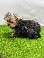 Yorkshire terrier pups, Dieren en Toebehoren, Honden | Jack Russells en Terriërs, Yorkshire Terriër, 15 weken tot 1 jaar, Buitenland
