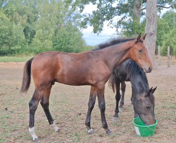 Hengstenveulen Cjay x Nonstop, Dieren en Toebehoren, Paarden, Hengst, Niet van toepassing, 170 tot 175 cm, 0 tot 2 jaar, Springpaard