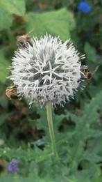 Witte kogeldistel ,  vanaf 2 euro , lees beschrijving, Tuin en Terras, Planten | Tuinplanten, Volle zon, Vaste plant, Zomer, Ophalen