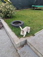 Lapin malle 2 ans  reccourcie papilon et  geant de flandre, Dieren en Toebehoren, Mannelijk, Groot, 0 tot 2 jaar