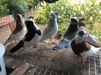 Sierduiven, Dieren en Toebehoren, Vogels | Duiven