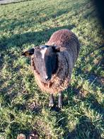 bok te koop, Mannelijk, Schaap, 0 tot 2 jaar