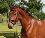 Lieve pre andalusier ruin, Dieren en Toebehoren, Ruin, 160 tot 165 cm, Gechipt, 3 tot 6 jaar