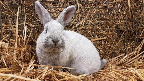 Klein licht zilver konijnen, Dieren en Toebehoren, Konijnen, Klein, Meerdere dieren, 0 tot 2 jaar