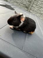 Cavia mannetje (3 kleurig), Animaux & Accessoires, Rongeurs, Cobaye