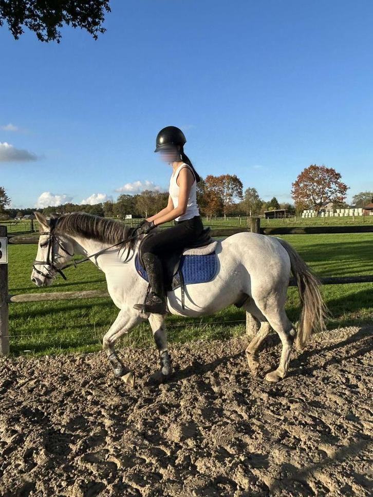 Verzorgpaardje gezocht!, Dieren en Toebehoren, Paarden en Pony's | Zadels, Ophalen of Verzenden