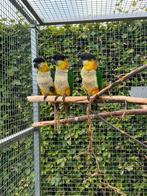 Zwartkop caiques 2024, Dieren en Toebehoren, Vogels | Parkieten en Papegaaien, Meerdere dieren, Papegaai, Geringd