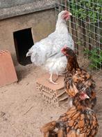 3 orpington kippen, Dieren en Toebehoren, Pluimvee