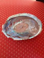 Abalone schelp, Ophalen of Verzenden