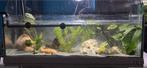 Axolotl + aquarium, Dieren en Toebehoren, Reptielen en Amfibieën | Toebehoren, Ophalen, Gebruikt, Overige typen