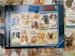 Ravensburger Puzzel 1000st dutyful dogs, Comme neuf, Enlèvement ou Envoi