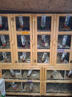 Cavia's zoeken nieuwe thuis wegens einde hobby, Dieren en Toebehoren, Knaagdieren, Cavia, Januari, Meerdere dieren, Tam