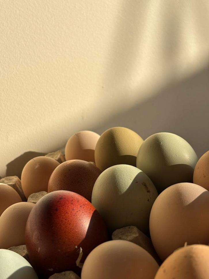 Broedeieren Kleurleggers, Animaux & Accessoires, Volatiles, Poule ou poulet, Sexe inconnu