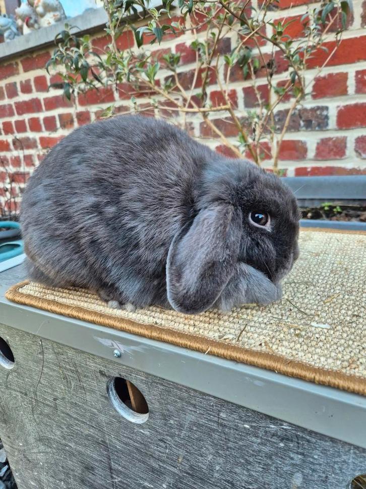 Nederlandse hangoordwerg voedster, Dieren en Toebehoren, Konijnen