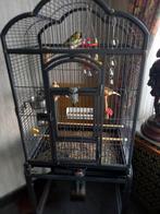 Vogelkooi met vogels, Dieren en Toebehoren, Ophalen, Zo goed als nieuw, Vogelkooi