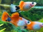 School van 9 Ras zuivere platy’s te koop, Dieren en Toebehoren, Vissen | Aquariumvissen, Vis, Zoetwatervis