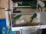 Koppel koningen, Dieren en Toebehoren, Vogels | Parkieten en Papegaaien, Meerdere dieren, Parkiet, Geringd
