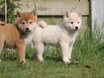Shiba Inu, België, CDV (hondenziekte), 8 tot 15 weken, Meerdere