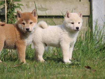 Shiba Inu, Dieren en Toebehoren, Honden | Poolhonden, Keeshonden en Oertypen, België, CDV (hondenziekte), 8 tot 15 weken, Meerdere