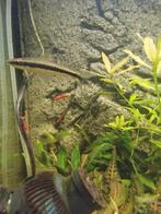 Siamese algeneter gratis , of wisselen voor een ander visje, Dieren en Toebehoren