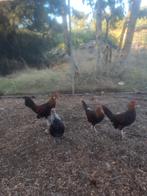 Kweektoom Hollandse kriel en jonge haantjes, Dieren en Toebehoren, Pluimvee